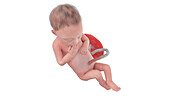 Human foetus at week 28, illustration