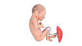 Human foetus at week 30, illustration
