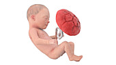Human foetus at week 31, illustration