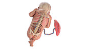 Human foetus anatomy at week 32, illustration