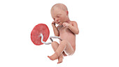Human foetus at week 33, illustration