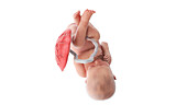Human foetus at week 35, illustration