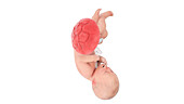 Human foetus at week 36, illustration