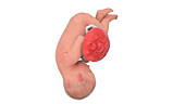 Human foetus at week 38, illustration