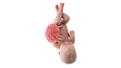 Human foetus at week 38, illustration