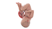 Human foetus at week 39, illustration