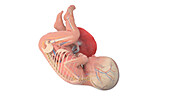 Human foetus anatomy at week 40, illustration