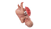 Human foetus at week 41, illustration