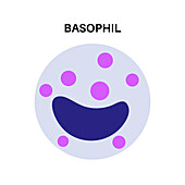 Basophil, illustration