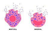 Basophil and mast cell, illustration