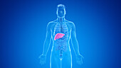 Human liver, illustration