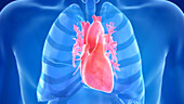 Human heart, illustration