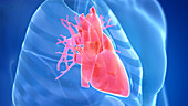 Human heart, illustration