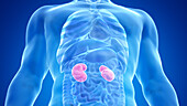 Human kidneys, illustration