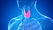 Human thyroid gland, illustration