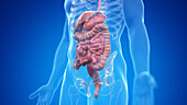Human digestive system, illustration