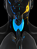 Human thyroid, illustration