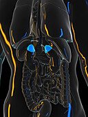 Human adrenal glands, illustration