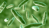 Bilophila wadsworthia bacteria, illustration