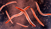 Fusobacterium, illustration