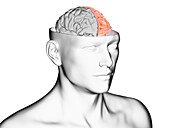 Brain hemispheres, illustration