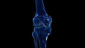 Skeletal knee, illustration