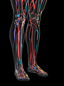 Vascular system of the legs, illustration