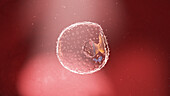 Human embryo at week 2, illustration