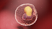 Human embryo at week 3, illustration