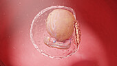 Human embryo at week 4, illustration