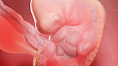 Human embryo at week 6, illustration