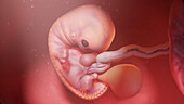 Human embryo at week 7, illustration