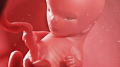 Human fetus at week 11, illustration