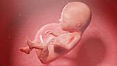 Human fetus at week 14, illustration