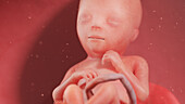 Human fetus at week 18, illustration
