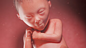 Human fetus at week 24, illustration