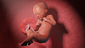 Human fetus at week 32, illustration