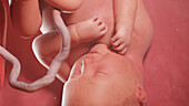 Human fetus at week 37, illustration