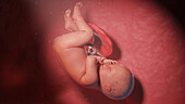 Human fetus at week 41, illustration