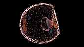 Embryo at week 2, illustration