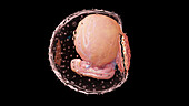 Embryo at week 4, illustration