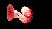 Embryo at week 5, illustration