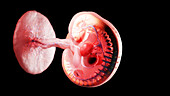 Embryo at week 5, illustration