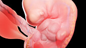 Embryo at week 6, illustration