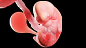 Embryo at week 6, illustration
