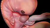 Embryo at week 7, illustration