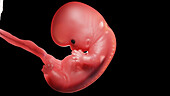 Embryo at week 8, illustration