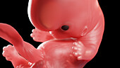Embryo at week 8, illustration