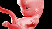 Human fetus at week 9, illustration