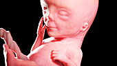 Human fetus at week 12, illustration